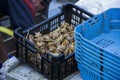 Fresh fish and shellfish in Cambrils Harbor, Tarragona, Spain.