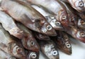 Fresh fish sprats Royalty Free Stock Photo