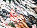 Fresh fish in Teradomari fish market Royalty Free Stock Photo