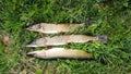 Fresh fish, three pikes on the green grass, successful pike fishing