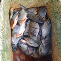 fresh fish tilapia ready to cook