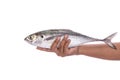 Fresh fish (torpedo scad) in hand. Studio shot isolated on white Royalty Free Stock Photo