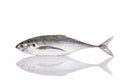 Fresh fish (torpedo scad). Studio shot isolated on white Royalty Free Stock Photo