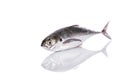 Fresh fish (torpedo scad). Studio shot isolated on white Royalty Free Stock Photo