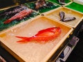 Fresh fish at the Tsukiji Fish Market in Tokyo