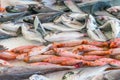 Fresh fish at the Vucciria market in Palermo Royalty Free Stock Photo