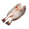 Fresh fish Royalty Free Stock Photo