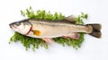 Fresh fish zander on white background. Top view. Ai Generative Royalty Free Stock Photo