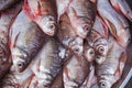 Fresh fishes market