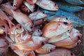 Fresh fishes at the fish market on the beach Royalty Free Stock Photo