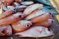 Fresh fishes at the fish market on the beach Royalty Free Stock Photo