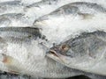 Fresh fishes Giant Perch in the supermarket.Freeze Barramundi, white snapper or sea basses in the ice.Frozen foods Royalty Free Stock Photo