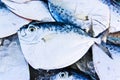 Fresh fishes on ice at the market