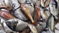 Fresh fishes in a market. Orata, red mullet and dogfish