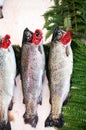 Fresh fishes on market stall