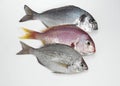 Fresh Fishes, Red Sea Bream, pagellus bogaraveo and Grey Sea Bream, pondyliosoma cantharus, and Gilthed Bream, sparus auratus Royalty Free Stock Photo