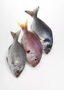 Fresh Fishes, Red Sea Bream, pagellus bogaraveo and Grey Sea Bream, pondyliosoma cantharus, and Gilthed Bream, sparus auratus