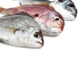 Fresh Fishes, Red Sea Bream, pagellus bogaraveo and Grey Sea Bream, pondyliosoma cantharus, and Gilthed Bream, sparus auratus Royalty Free Stock Photo