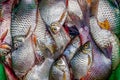 Fresh fishes in a thai market Royalty Free Stock Photo