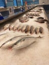 Fresh fishs healty food with omega3 in the market Royalty Free Stock Photo