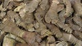 Fresh flathead lobster Royalty Free Stock Photo