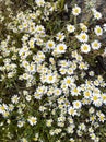 Fresh floral background. Beautiful daisy field in blossom. Royalty Free Stock Photo