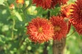 Fresh floral background with vibrant red and orange Chrysanthemum flower Royalty Free Stock Photo