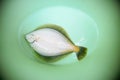 Fresh flounder in a bucket Royalty Free Stock Photo