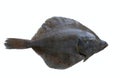 Fresh flounder /flatfish/ Royalty Free Stock Photo