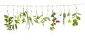 Fresh flovouring herbs and eatable flowers hanging on a string, in front of interieur backgroung