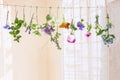 Fresh flovouring herbs and eatable flowers hanging on a string, in front of a white backgroung