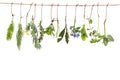 Fresh flovouring and medicinal plants and herbs hanging on a string, in front of a white backgroung