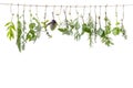 Fresh flovouring and medicinal plants and herbs hanging on a string, in front of a white backgroung Royalty Free Stock Photo