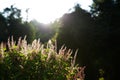 Fresh flower Basil in morning light