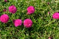 Fresh flower beautiful colorful portulaca oleracea in morning Royalty Free Stock Photo