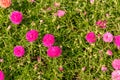 Fresh flower beautiful colorful portulaca oleracea in morning Royalty Free Stock Photo