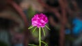 Portulaca grandiflora or portulaca rose blooming on the flower garden and pollen in the middle with green leaves. Selective focus Royalty Free Stock Photo