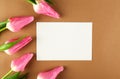 Spring mood concept. Pink flowers arrangement with a lot of copy space for text Royalty Free Stock Photo