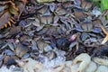 fresh Flower crab, Blue manna crab, Sand crab, Portunus pelagicus, Portunus in fish market