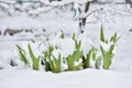 Fresh flower in a garden under snow in April