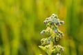 Fresh flower grass with dew drops Royalty Free Stock Photo