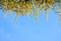 Fresh mango flower