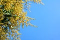 Fresh mango flower Royalty Free Stock Photo