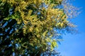 Fresh mango flower Royalty Free Stock Photo