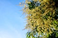 Fresh mango flower Royalty Free Stock Photo