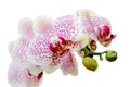 Fresh flower of orchid isolated