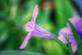 Fresh flower purple waterkanon or ruellia tuberosa blooming in the garden