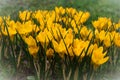 Fresh flower of yellow crocuses. Royalty Free Stock Photo