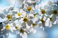 Fresh flowering cherry branch