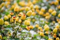 Fresh flowering para cress plant, Spilanthes oleracea